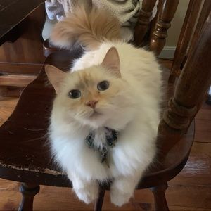 Meet your Posher, Grace